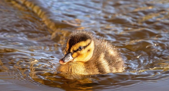 科目一罚款题技巧口诀,驾校教练圈私藏的通关记忆法 科目一罚款题技巧口诀,驾校教练圈私藏的通关记忆法