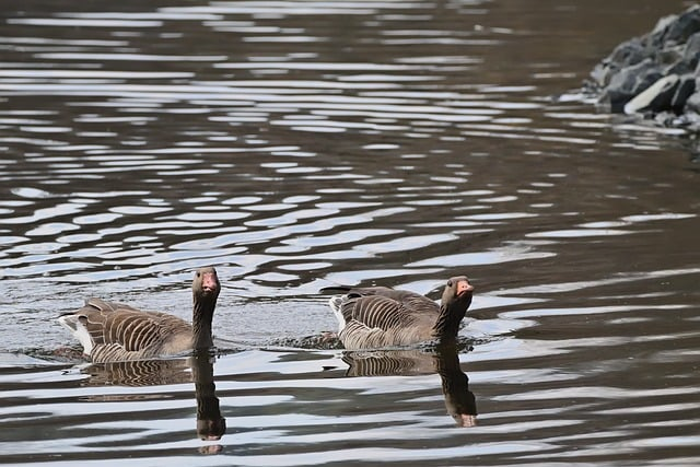 资深教练亲授:科目一考试技巧口诀表免费,轻松过关不再熬夜刷题 资深教练亲授:科目一考试技巧口诀表免费,轻松过关不再熬夜刷题