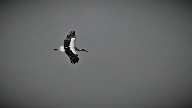 架考试宝典科目一技巧:从教练视角拆解高分通过的真实秘诀 架考试宝典科目一技巧:从教练视角拆解高分通过的真实秘诀